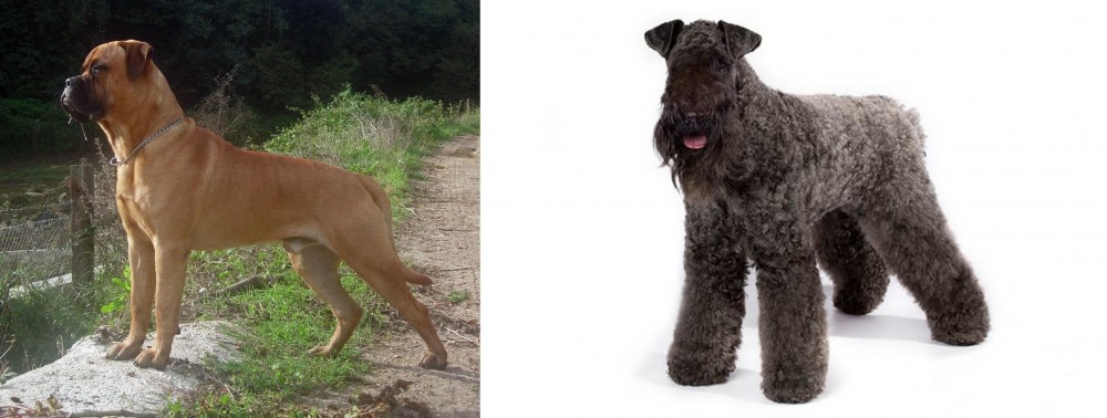 Kerry Blue Terrier vs Bullmastiff - Breed Comparison