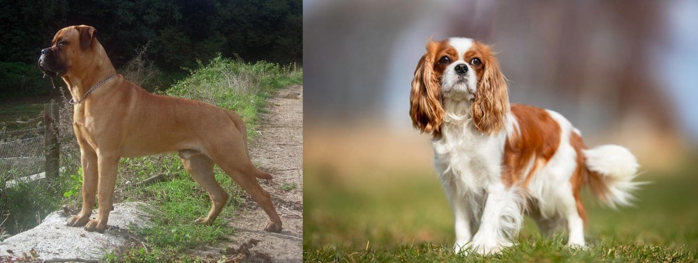 King Charles Spaniel vs Bullmastiff - Breed Comparison