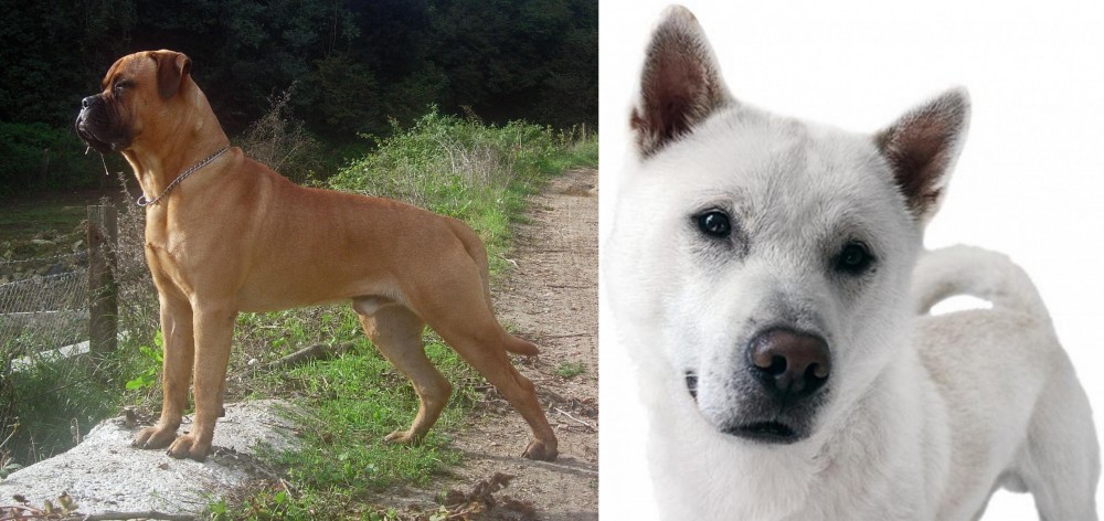 Kishu vs Bullmastiff - Breed Comparison