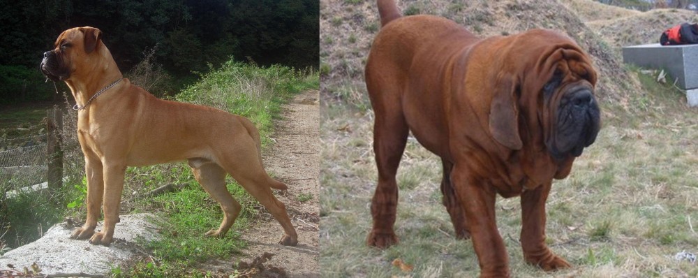 Korean Mastiff vs Bullmastiff - Breed Comparison
