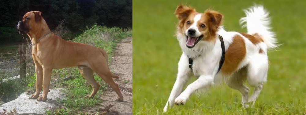 Kromfohrlander vs Bullmastiff - Breed Comparison