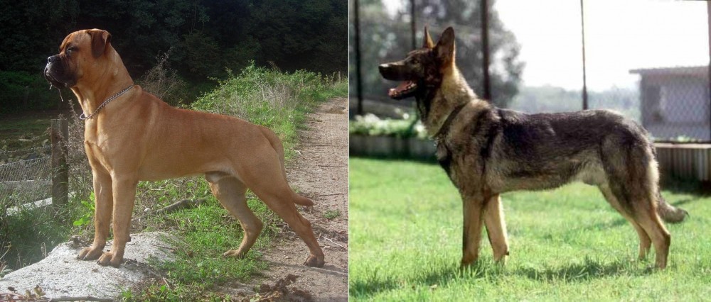 Kunming Dog vs Bullmastiff - Breed Comparison