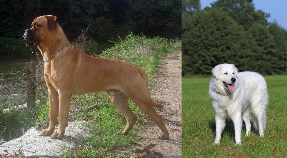 Kuvasz vs Bullmastiff - Breed Comparison