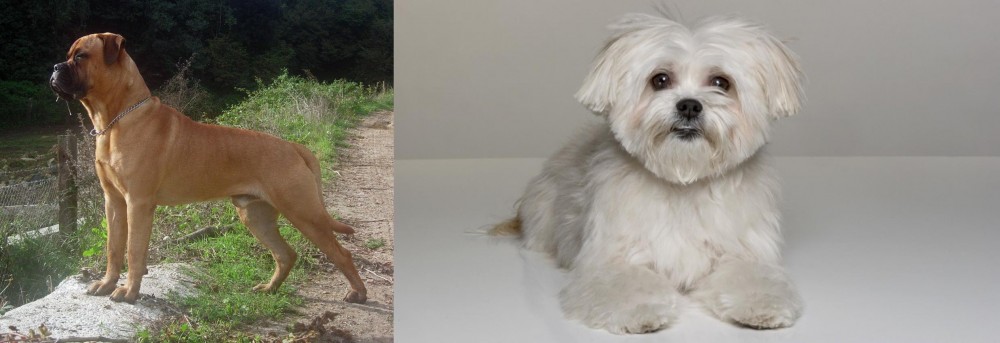 Kyi-Leo vs Bullmastiff - Breed Comparison