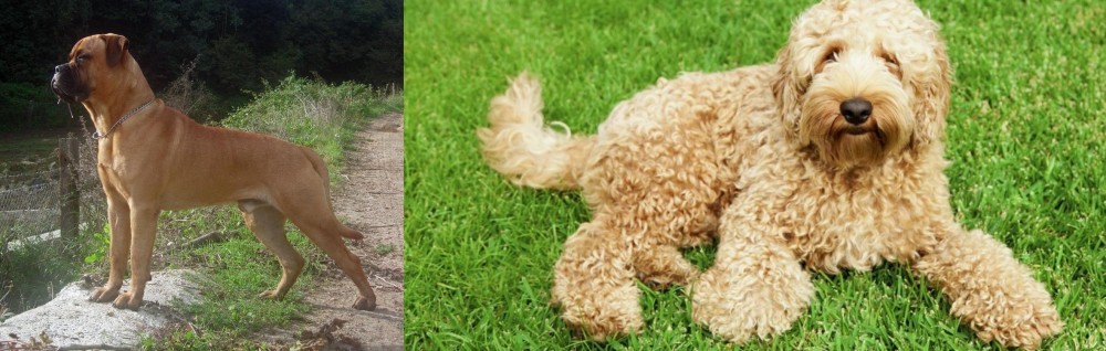 Labradoodle vs Bullmastiff - Breed Comparison