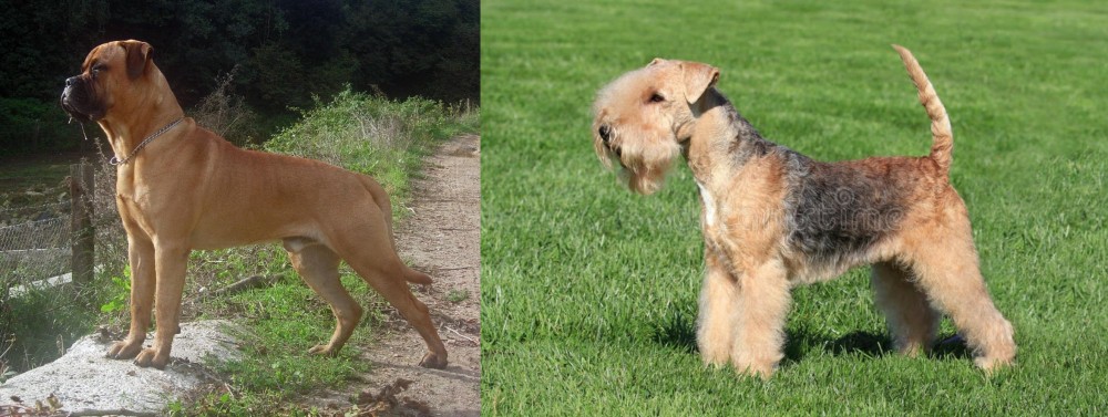 Lakeland Terrier vs Bullmastiff - Breed Comparison