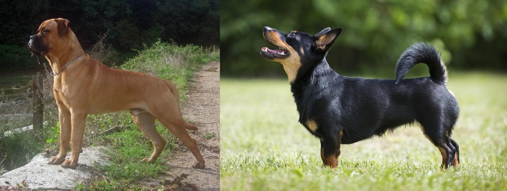 Lancashire Heeler vs Bullmastiff - Breed Comparison