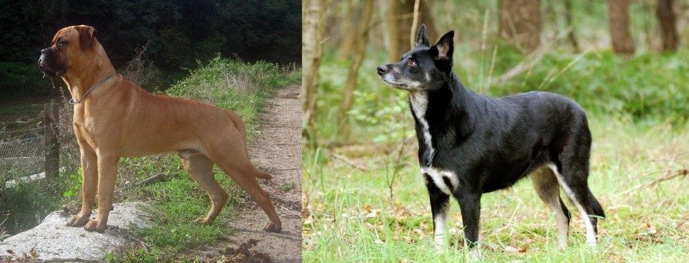 Lapponian Herder vs Bullmastiff - Breed Comparison