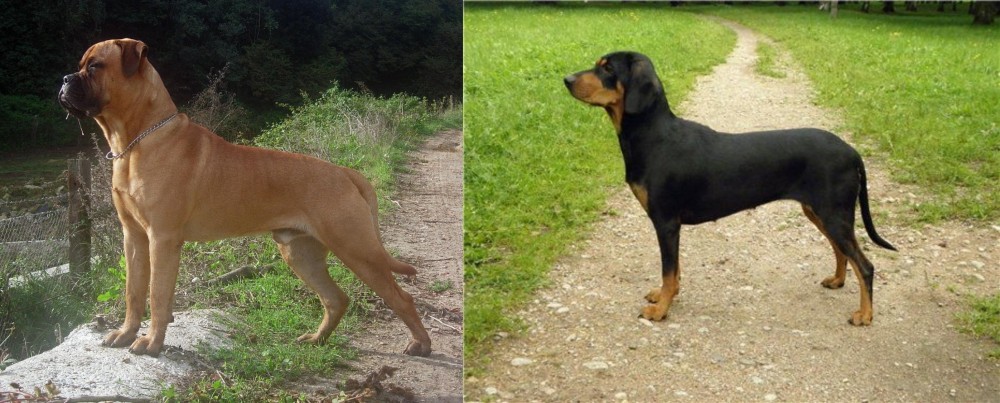 Latvian Hound vs Bullmastiff - Breed Comparison