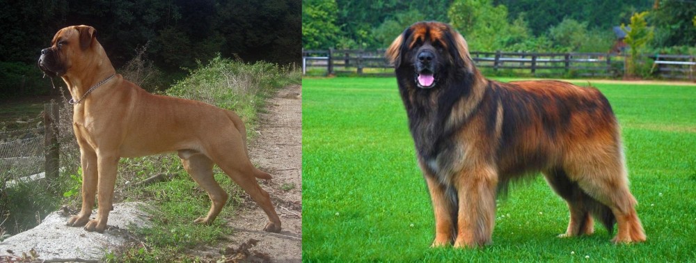 Leonberger vs Bullmastiff - Breed Comparison