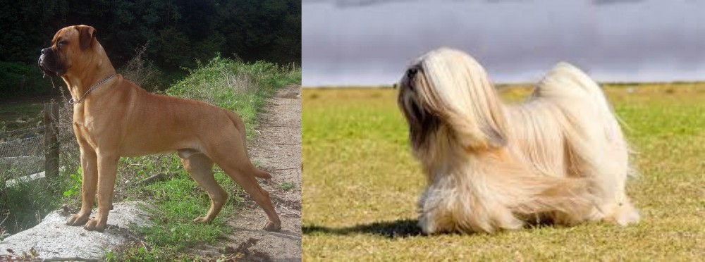 Lhasa Apso vs Bullmastiff - Breed Comparison