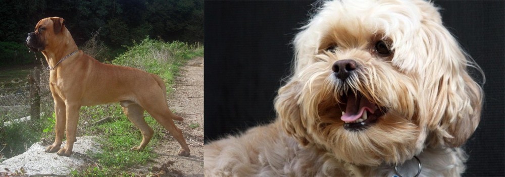 Lhasapoo vs Bullmastiff - Breed Comparison