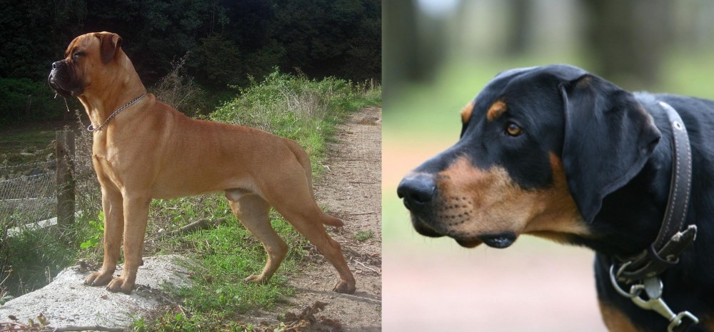Lithuanian Hound vs Bullmastiff - Breed Comparison