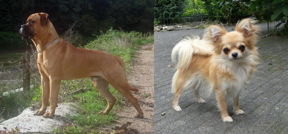 Long Haired Chihuahua vs Bullmastiff - Breed Comparison