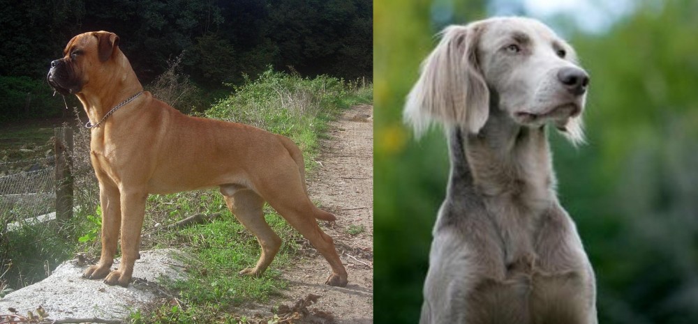 Longhaired Weimaraner vs Bullmastiff - Breed Comparison