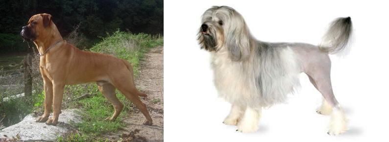 Lowchen vs Bullmastiff - Breed Comparison