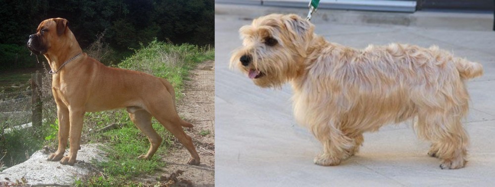 Lucas Terrier vs Bullmastiff - Breed Comparison