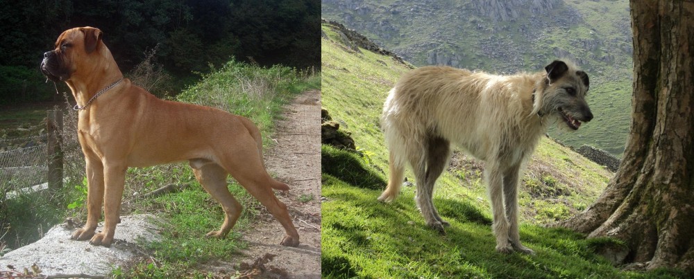 Lurcher vs Bullmastiff - Breed Comparison