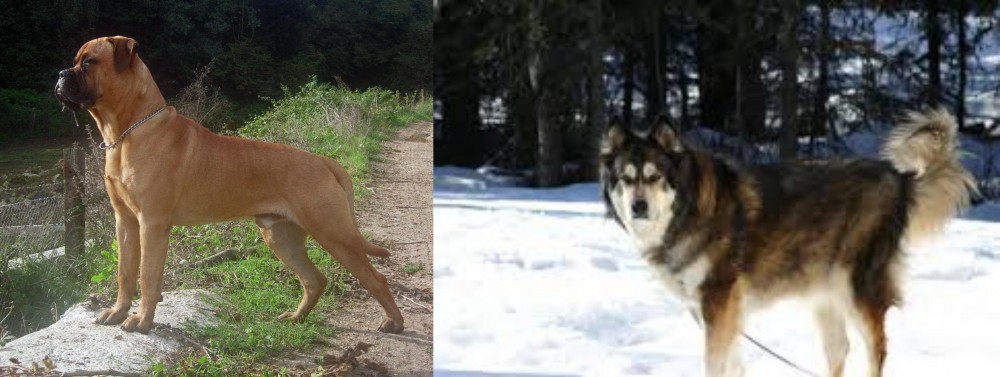 Mackenzie River Husky vs Bullmastiff - Breed Comparison
