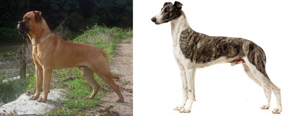 Magyar Agar vs Bullmastiff - Breed Comparison