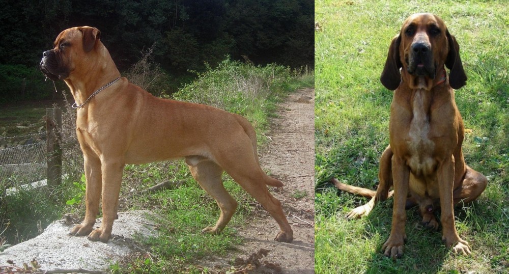 Majestic Tree Hound vs Bullmastiff - Breed Comparison