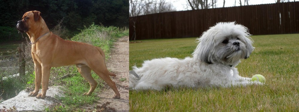 Mal-Shi vs Bullmastiff - Breed Comparison