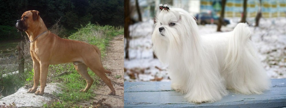Maltese vs Bullmastiff - Breed Comparison