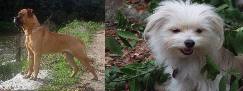 Malti-Pom vs Bullmastiff - Breed Comparison