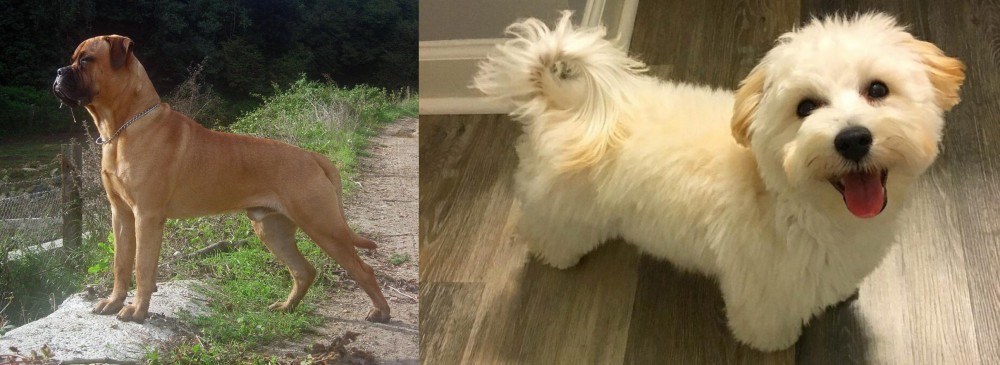 Maltipoo vs Bullmastiff - Breed Comparison