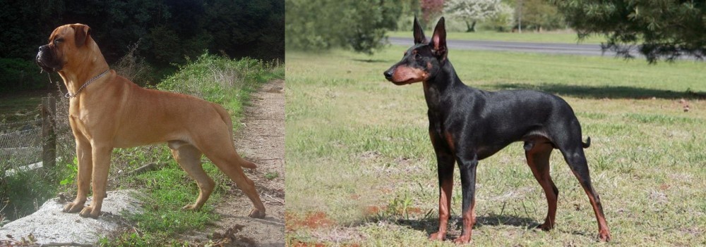 Manchester Terrier vs Bullmastiff - Breed Comparison