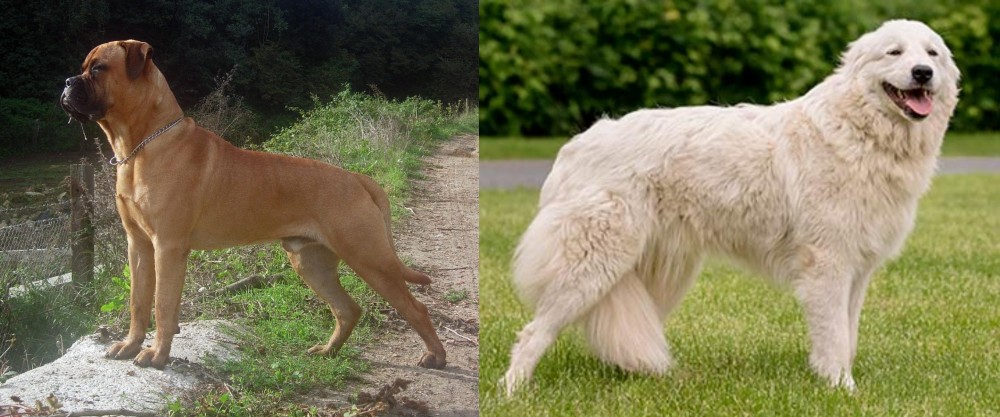Maremma Sheepdog vs Bullmastiff - Breed Comparison