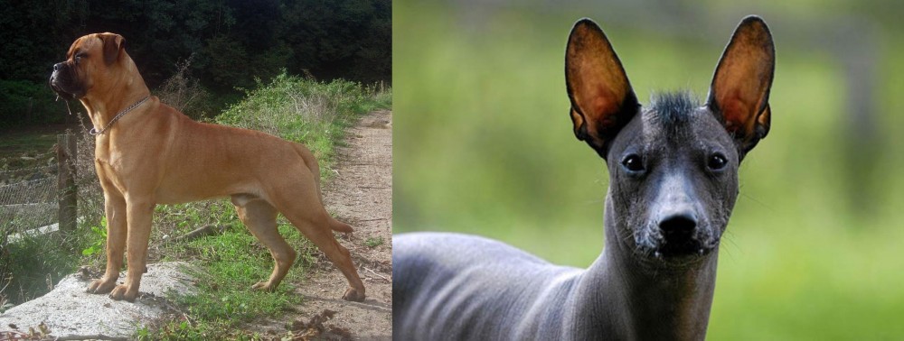 Mexican Hairless vs Bullmastiff - Breed Comparison