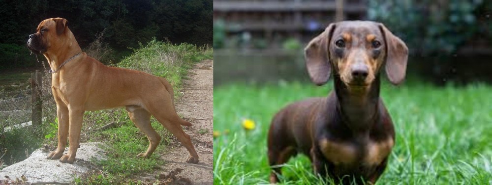 Miniature Dachshund vs Bullmastiff - Breed Comparison