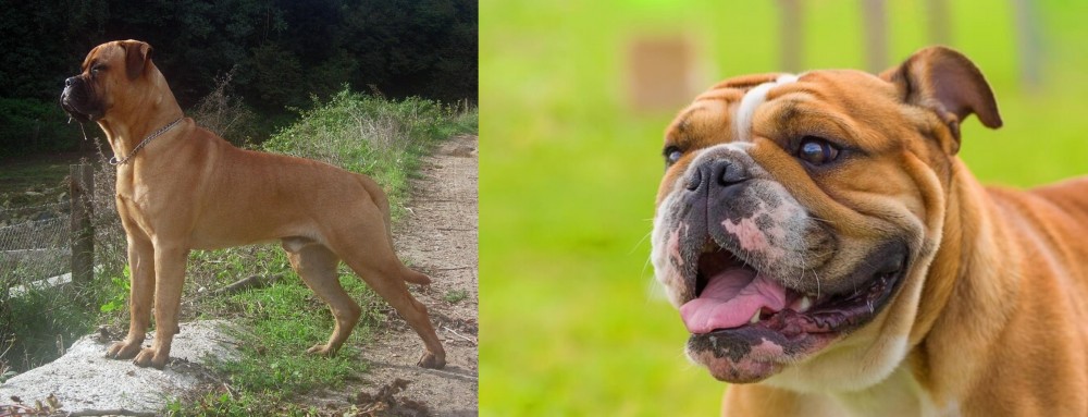 Miniature English Bulldog vs Bullmastiff - Breed Comparison