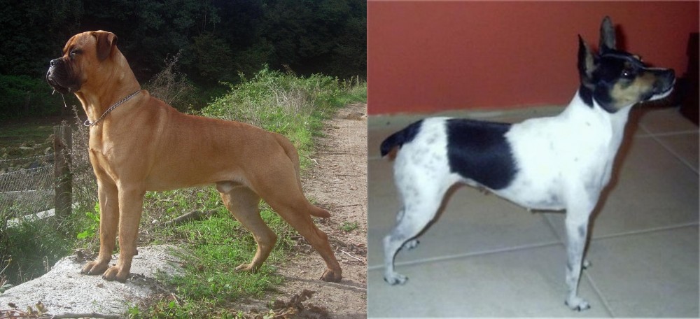 Miniature Fox Terrier vs Bullmastiff - Breed Comparison