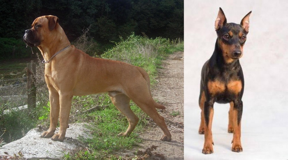Miniature Pinscher vs Bullmastiff - Breed Comparison