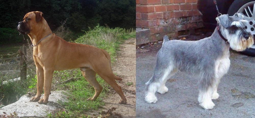 Miniature Schnauzer vs Bullmastiff - Breed Comparison