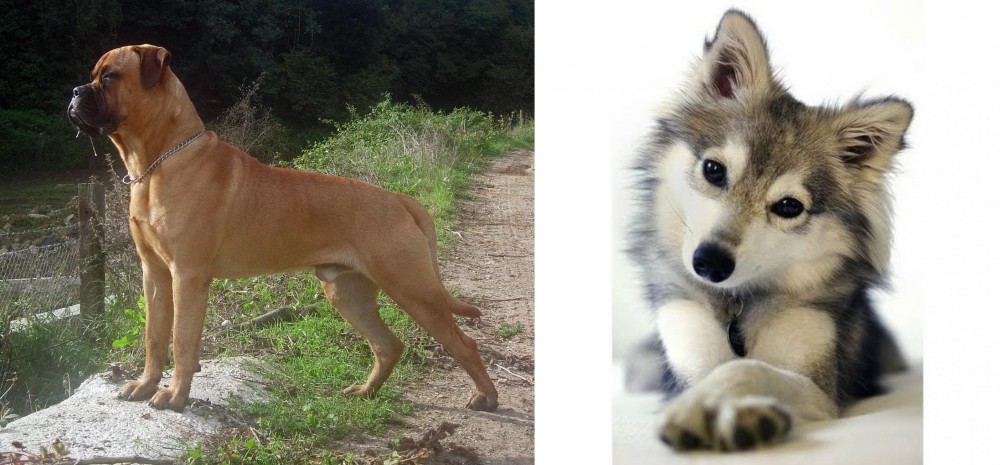 Miniature Siberian Husky vs Bullmastiff - Breed Comparison