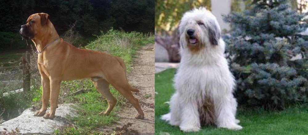 Mioritic Sheepdog vs Bullmastiff - Breed Comparison