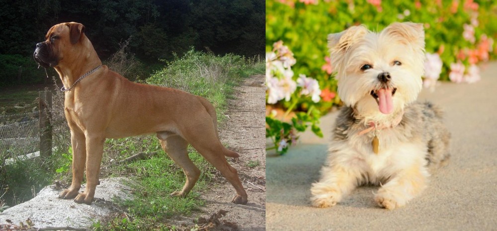 Morkie vs Bullmastiff - Breed Comparison