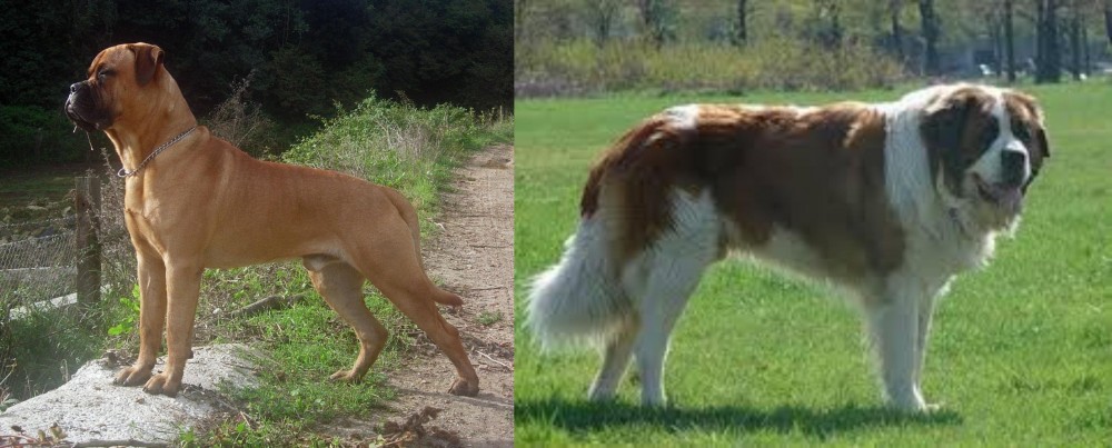 Moscow Watchdog vs Bullmastiff - Breed Comparison