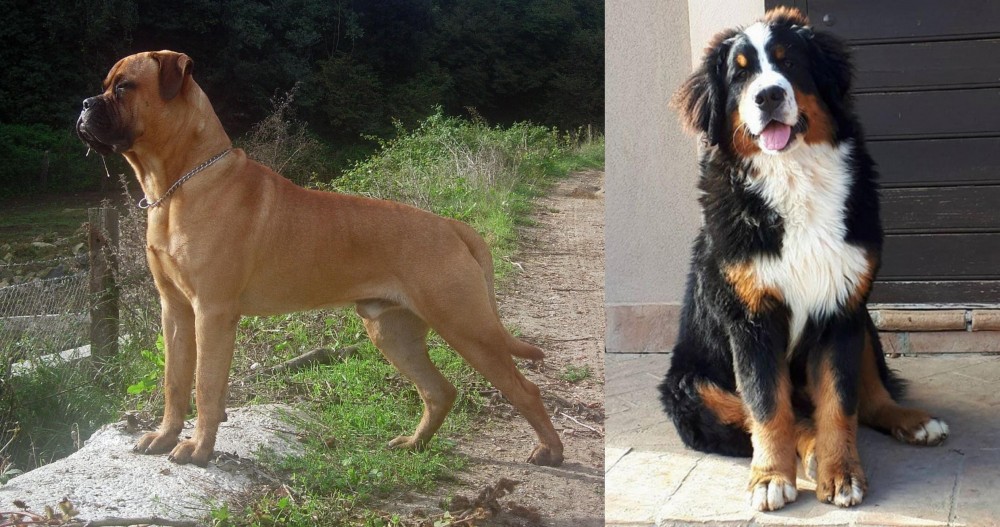 Mountain Burmese vs Bullmastiff - Breed Comparison