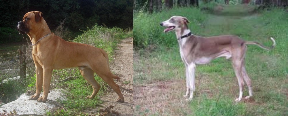Mudhol Hound vs Bullmastiff - Breed Comparison
