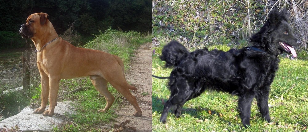 Mudi vs Bullmastiff - Breed Comparison