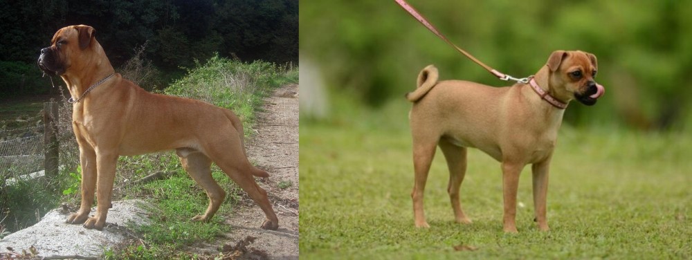 Muggin vs Bullmastiff - Breed Comparison