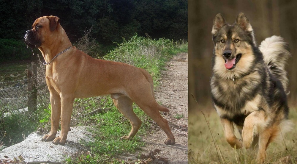 Native American Indian Dog vs Bullmastiff - Breed Comparison