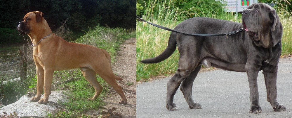 Neapolitan Mastiff vs Bullmastiff - Breed Comparison