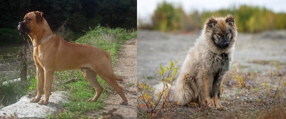 Nenets Herding Laika vs Bullmastiff - Breed Comparison