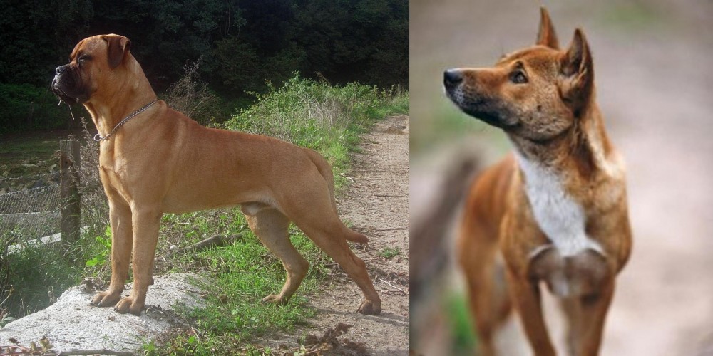 New Guinea Singing Dog vs Bullmastiff - Breed Comparison