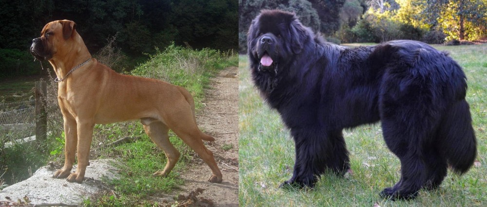 Newfoundland Dog vs Bullmastiff - Breed Comparison